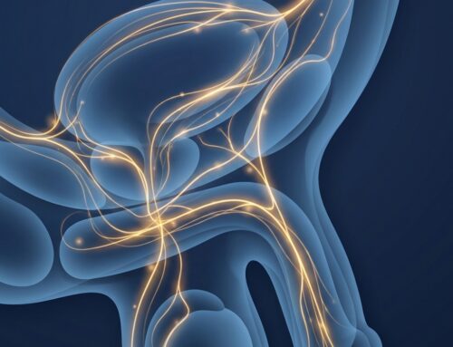 Penis Enhancement Sensation Preservation: The Anatomy That Protects You