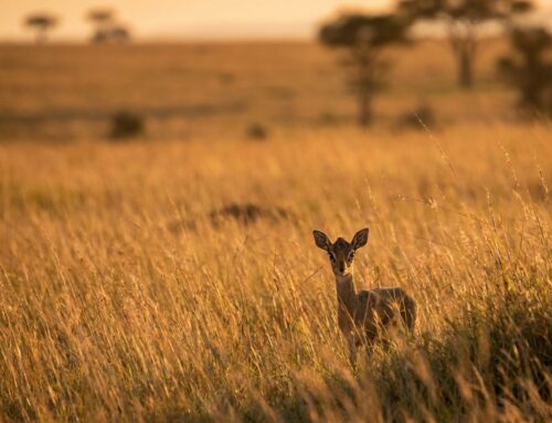 Dik-Dik Size Comparison: The Animal Is Real, the Anxiety Is Too